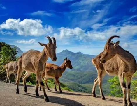 munnar b2b trip packages, munnar dmc, munnar b2b dmc
