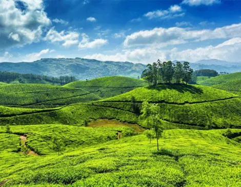 munnar b2b trip packages, munnar dmc
